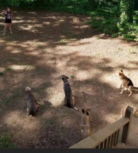 ActWright-K9 Obedience Academy