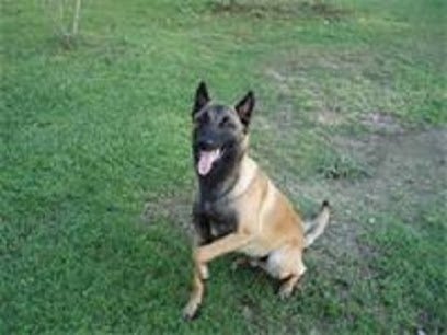 Mason’s Mongrel’s Dog Training & Kennel’s