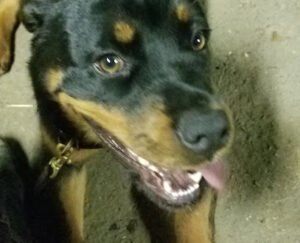 Gypsy Canine Solutions