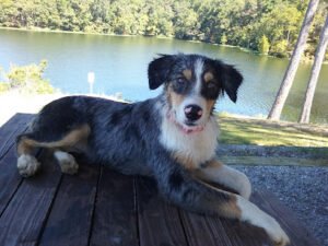 About K9 Training