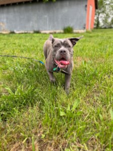 Alpha Instincts Madison Dog Training