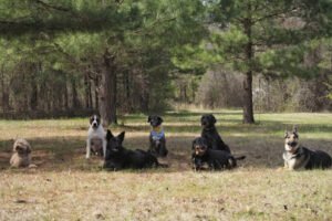 Good Dog Behavior Academy Inc.