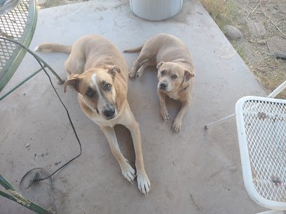Balanced Pooches In Home Dog Training
