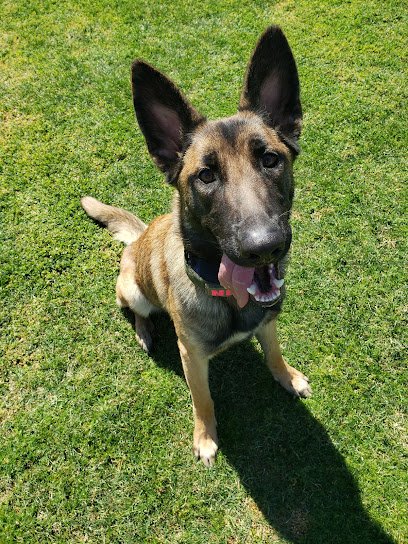 ULTIMATE K-9 TRAINING LLC