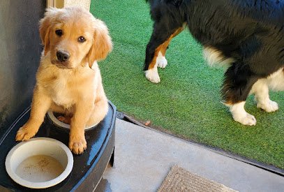 Arise Puppy Academy