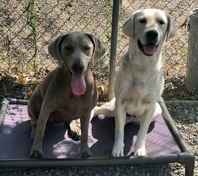 Elevate Dog Center