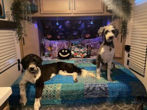 Pawsitive Connection Dog Training