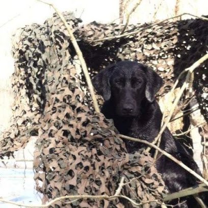 Meads Retrievers