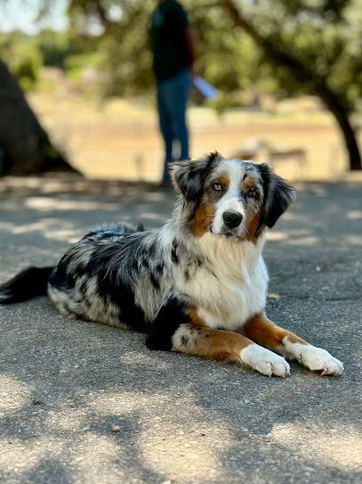 Fluency Dog Training