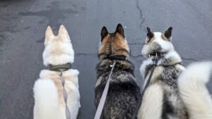 Paws In Play