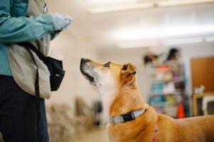 Dog Training at Humane Society of Sonoma County