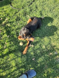 Sit Means Sit Dog Training Long Beach