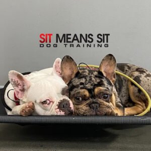 Sit Means Sit Dog Training Rancho Mission Viejo