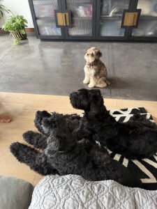Lucky K9s Dog Obedience