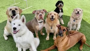 Crafty Canine Club