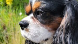 Kromerhund