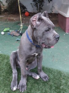 PetSmart Dog Training