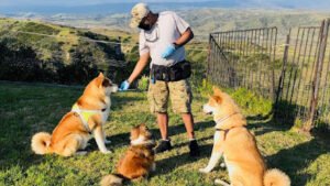 K.O. Dog Training