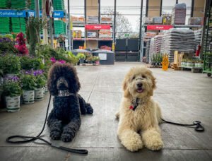 Black Cloud Obedience Training