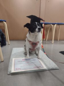 PetSmart Dog Training