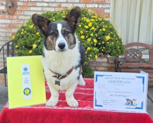 Orion Dog Training