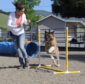Dog Dynamics ‚Äî Dog Training Pleasanton