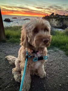 Aly’s Puppy Boot Camp