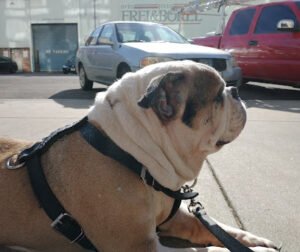 Stay ‘n Touch Dog Training