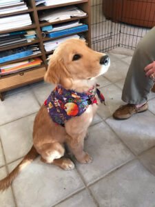 Pawsitive Interaction Dog Obedience