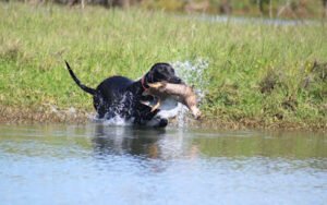M.O.A. GUNDOGS