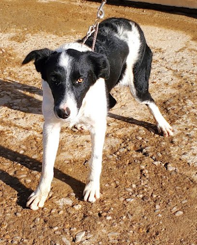 Cutters Quarters Border Collies
