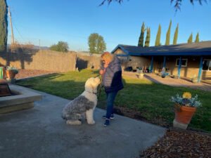 Lynn Parson Dog Training