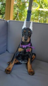 A Paw Above Dog Training