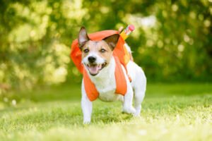 Gary Maria Professional Dog Training