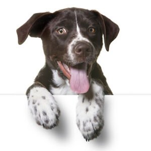 IQ K9 Training