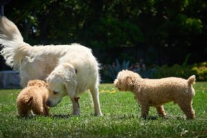 True Nature Dog Training