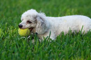 K9 Solutions LLC