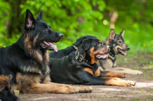 Sit Means Sit Dog Training South Orange County