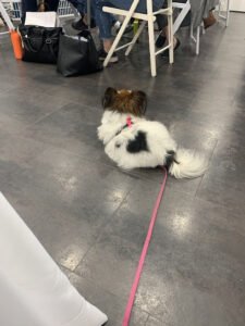 Dog’s Best Friend
