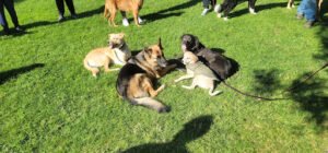 Guaranteed Dog Training