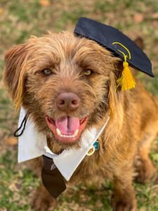 Sonia’s PAWsitive Dog Training