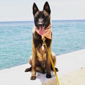 Inclusive Canine – K9 Academy