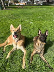 Back to Balance Canine