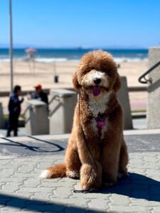 Concierge Dog Training
