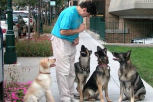 SoCal Dog training