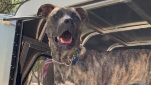 Blue Collar K9 Dog Training