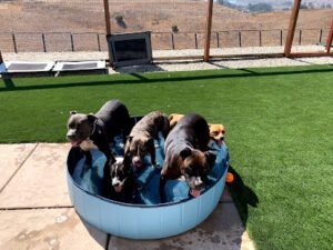 K9 Trails 4 Tails LLC