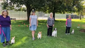High Tail Dog Training