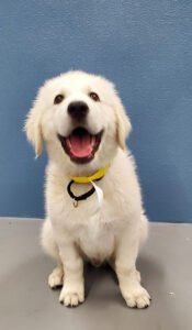 Happy Tails to You Dog Training