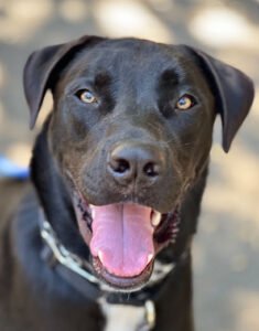 K9Journey Dog Training